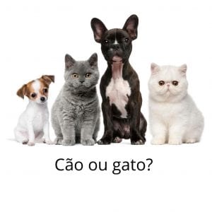 ter um cão ou gato